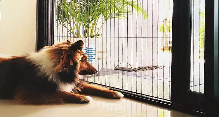 Sliding Screen Pet Door Repair in South Bradenton, FL