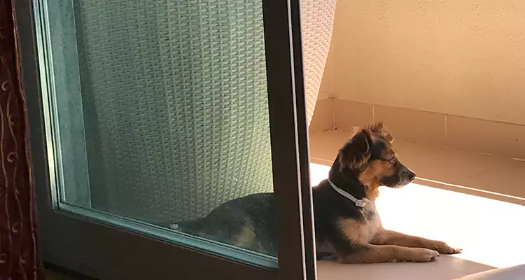 French Door Pet Screen Repair in South Bradenton, FL